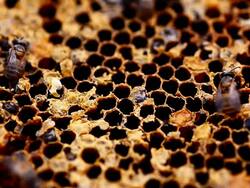 bees and hives Stock Footage