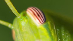 Compound Eyes (no subtitles) Instructional Video