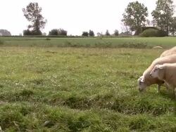 Sheeps grazing in meadow Stock Footage