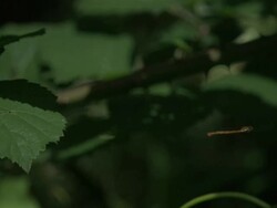 High speed Damselfly hovering and catching insect - amazing behavioural shot Stock Footage