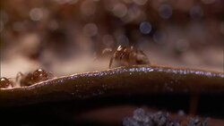 Ants crawl over a wet leaf. Stock Footage