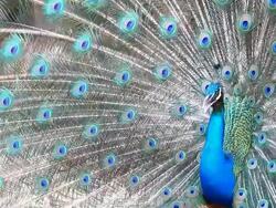 Male Peacock Stock Footage