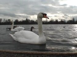 Swans Stock Footage