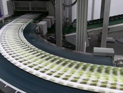 MS Newspapers passing on conveyor belt in gravure printing office / Itzehoe, Schleswig-Holstein, Germany  Stock Footage