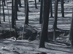 MS Dead kangaroo in forest after wildfire / Victoria, Australia   Stock Footage