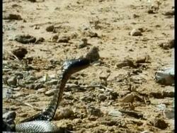 MS Cobra Snake side view, strikes spitting venom Stock Footage