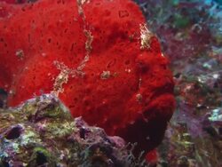 Frog fish, Costa Rica, Pacific Ocean  Stock Footage