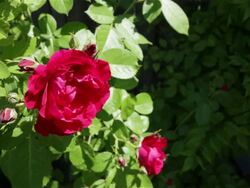 Roses in the home garden. Closeup. Stock Footage
