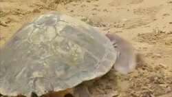 Prince Charles helps to release sea turtles back into the wild News Clip