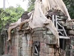 Angkor, Preah Khan temple, trees over the buildings Stock Footage