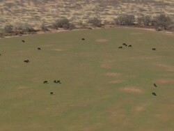WS AERIAL View of cattle at grass field / Texas, United States Stock Footage