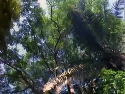 Rainforest, tracking shot (in boat) looking up at trees in rainforest;; Panama; Stock Footage