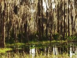 Cypress trees growing in swamp water and covered in Spanish moss with lily pads on the water. Stock Footage