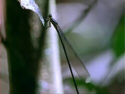Damselfly, MCU damselfly on leaf, flies off;; Panama; Stock Footage