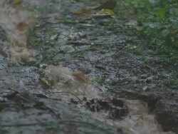 CU Small muddy stream during rain in forest / Buikwe, Uganda Stock Footage