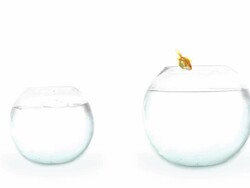 Solo Jumping Gold Fish Stock Footage