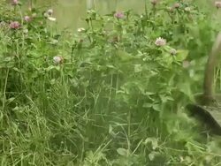 Mowing Stock Footage