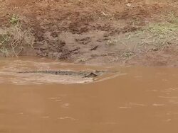 MS TS Crocodile catch hunt in mouth and swimming in river / National Park, Africa, Kenya Stock Footage