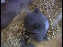 Two female bear cubs bon in captivity in Greece News Clip
