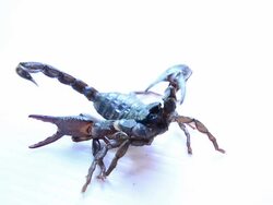 Scorpion Stock Footage