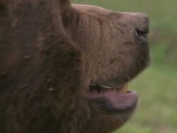 Close Up hand-held zoom-in - A brown bear pants and opens its mouth wide / Bloomington, USA Stock Footage