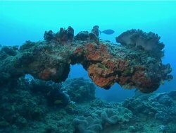 MS POV Rock ledge covered with various coral and sponges and anemones / Matola, Maputo, Mozambique Stock Footage