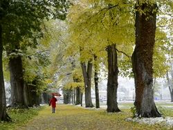 MS Woman walking in snowfall one avenue of colorful autumn trees along /  Landshut, Bavaria, Germany Stock Footage