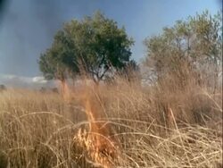 WA burning grassland, Tanzania Stock Footage