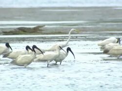 Medium static - A yellow-billed egret wades next to several black-headed ibis in a marsh. / Sri Lanka Stock Footage