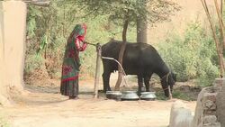 CLEAN : A life of servitude: the modern slaves of Pakistan News Clip