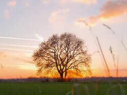 HD MOTION TIME-LAPSE: Tree At Sunset Stock Footage