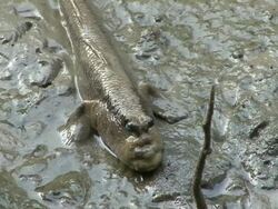 Wetland Mudskipper Stock Footage