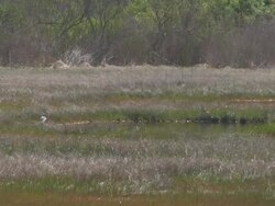 Snowy egret in the swamp 2 Stock Footage