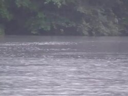 Tortuguero channels raining Stock Footage