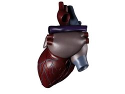 Human heart for medical study Stock Footage