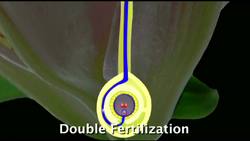 Sexual Reproduction in Flowering Plants: Fertilization, Seed and Fruit Development Instructional Video