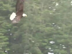 Eagle Swoop Stock Footage