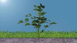 TED-Ed: The simple story of photosynthesis and food - Amanda Ooten Instructional Video