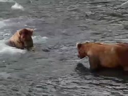 MS Shot shot of dominant male brown bear eating salmon while submissive male watching  / Alaska, United States Stock Footage
