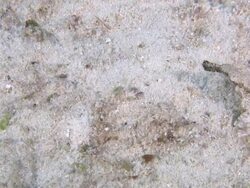 Dragon Sea Moth (Eurypegasus draconis) moving along sandy sea floor, Monad Shoa, Malapascua, Philippines Stock Footage