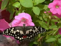 large butterfly on the garden Stock Footage