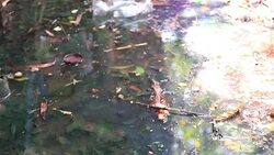 HD Panning: Waste water pollution Stock Footage