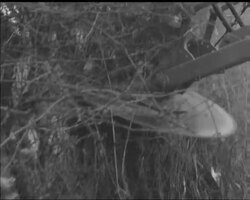 SPRING FEVER ON THE FARM News Clip