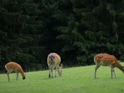 Sika Deer Herd Stock Footage