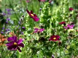 MS View of pink cosmea field / Koblenz, Rhineland-Palatinate, Germany Stock Footage