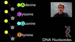 Nucleic Acids Instructional Video