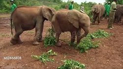 Baby elephants in an elephant sanctuary News Clip