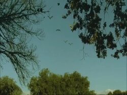 European Cranes (Grus grus) in flight over tree tops, north-east Extremadura in Dehesa, Spain Stock Footage