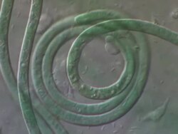 Trichome (terminal cell) of an Oscillatoria animalis bacterium uncoiling on a base of mucilaginous substrate covered in bacteria and browsing amoebas. Differential interference contrast timelapse cinemicrography Stock Footage