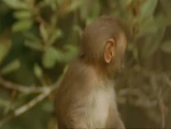 CU Baby Macaque monkey in tree, India Stock Footage